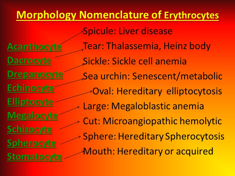 Morphology Nomenclature of Erythrocytes    Acanthocyte Dacrocyte Drepanocyte Echinocyte Elliptocyte Megalocyte Schizocyte